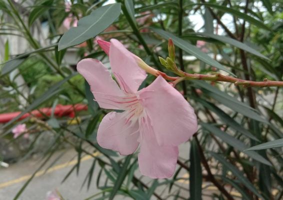 夹竹桃花朵，绿色叶子和背景中可见一条路。