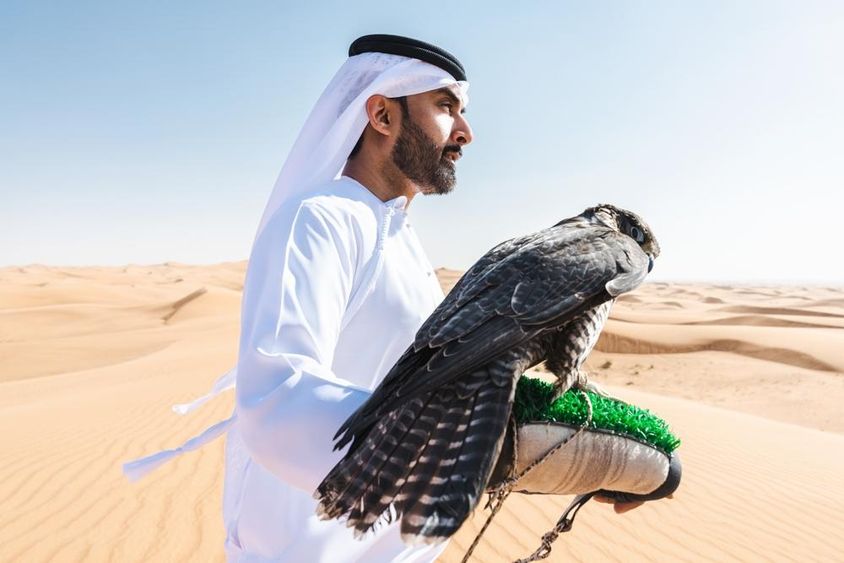 Egy emirati vadász sólymot tart a sivatagban a kezén. 