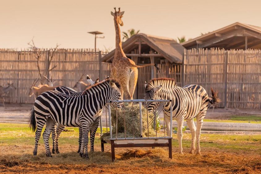 Dubai Safari Parkban 2 zebra eszik mögötte egy zsiráf látható. 