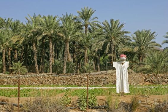 UAE mezőgazdasági terület, előtérben madárijesztő. 