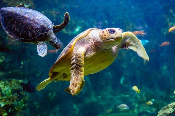 Sea turtles.