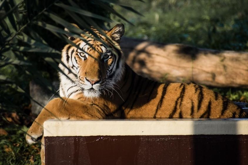 Tigris fekszik az árnyékban. 