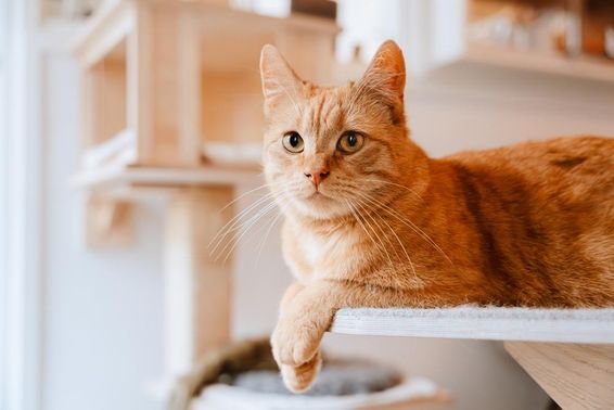 趴着观察的猫