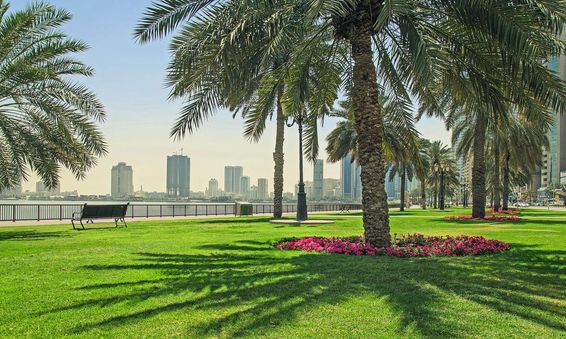 Grama verde perto da orla em Sharjah.