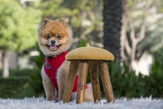 穿红色衬衫的纯种博美犬。