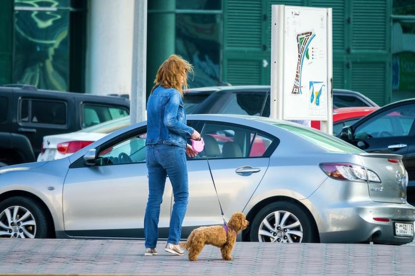 Dubai, Arab Emírségek kutyát sétáltató nő.