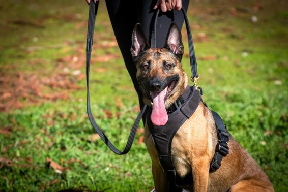 K9 kutya kiképzésen. 