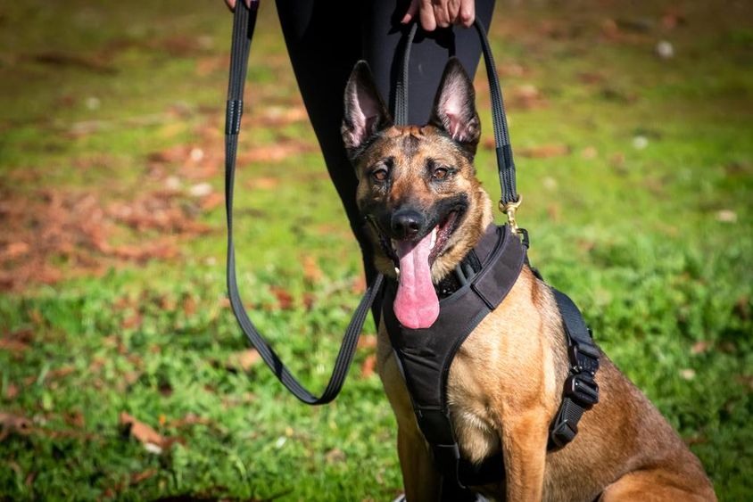 K9 dog in training.
