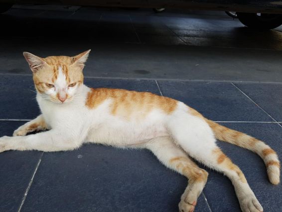 阿拉伯马，家猫的一种。