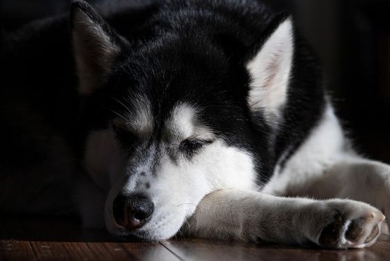 Egy szibériai Husky, aki  alszik egy szobában.
