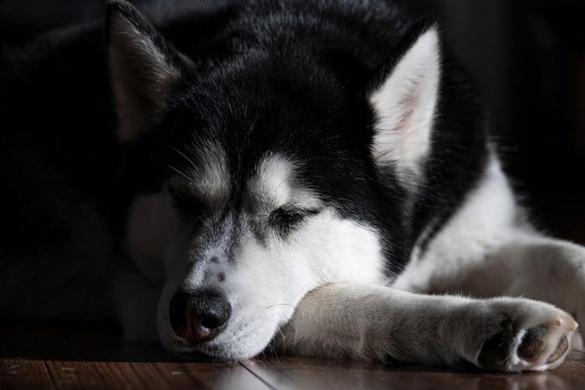 Um Husky Siberiano dormindo em uma sala.