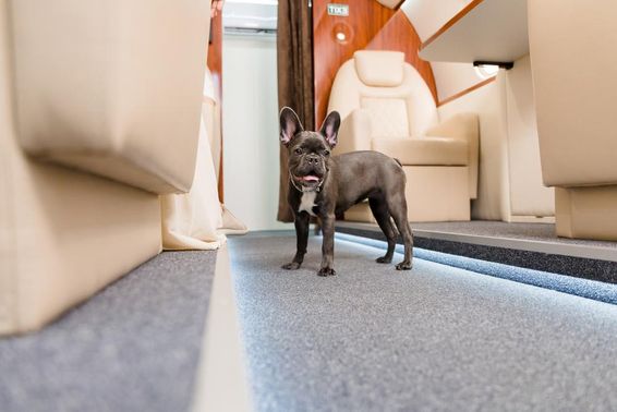 Francia bulldog egy repülőn sétálgat. 