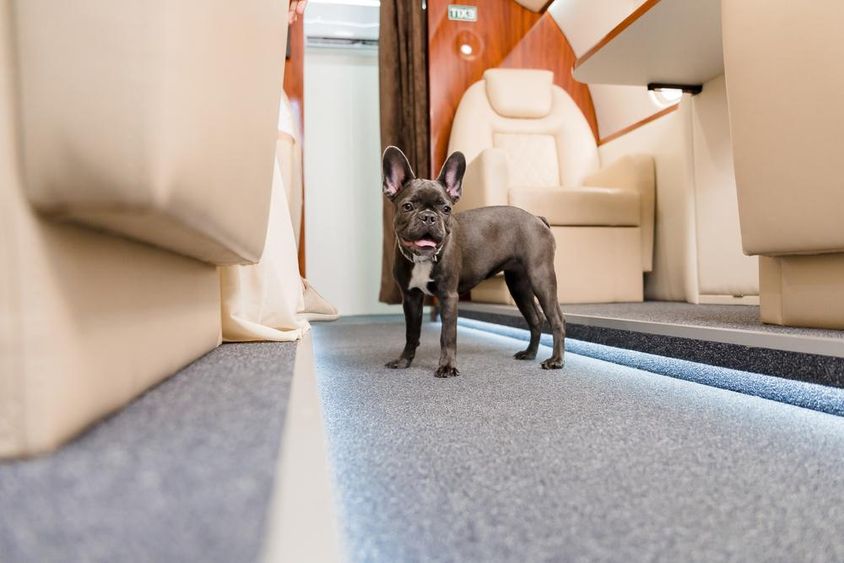 Francia bulldog egy repülőn sétálgat.