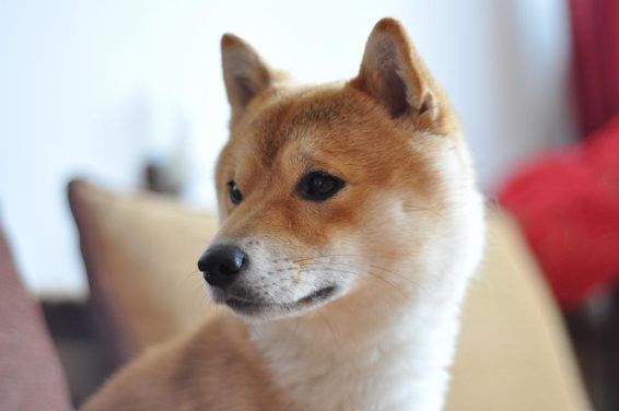 一只年轻柴犬的特写。