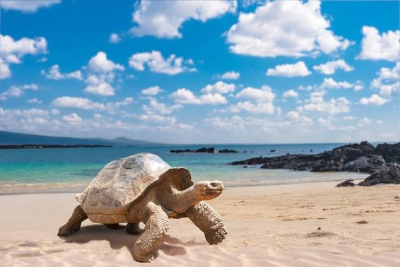 Galapagosinseln, Galápagos-Riesenschildkröte.