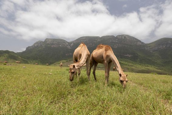 Omanische Kamele in Salalah.
