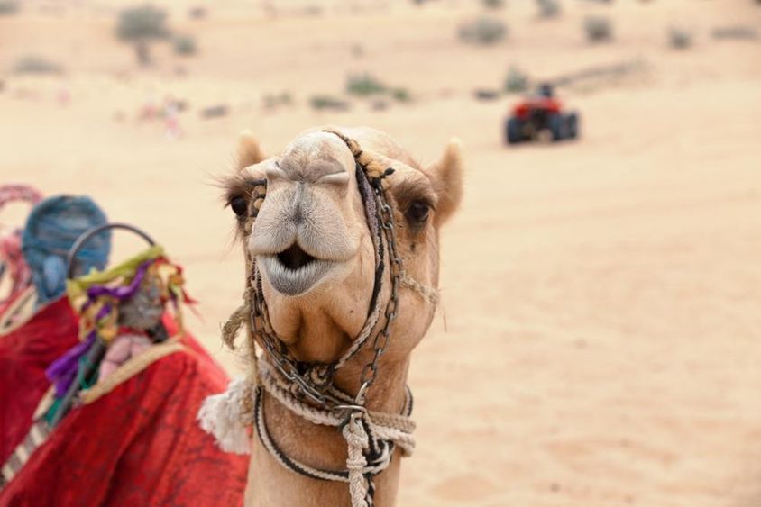 Egy arab teve a Dubai sivatagban.
