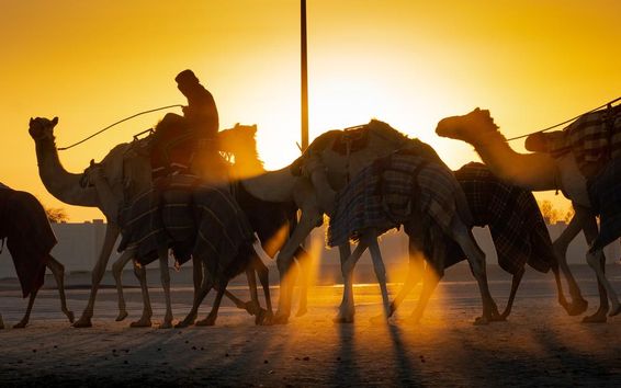 غروب آفتاب کے وقت چلتے ہوئے اونٹ.
