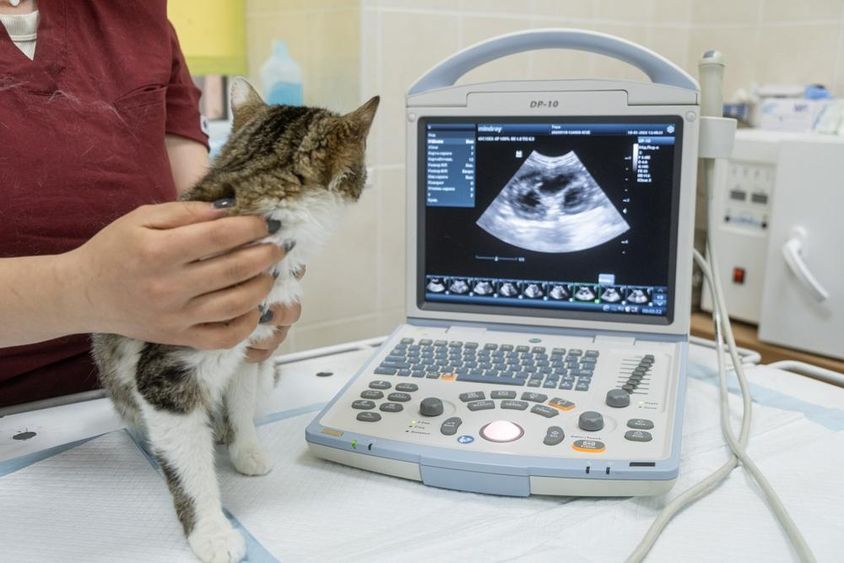 Egy kiscica ül egy ultrahang gép előtt egy modern állatorvosi klinikán.