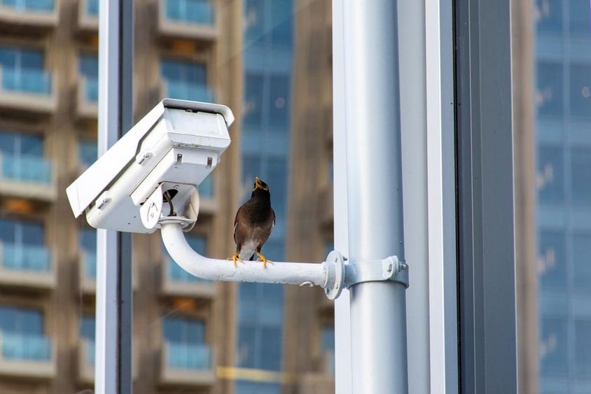 Pássaro sobre câmera de segurança CCTV na cidade de Dubai.