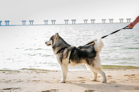 Malamut kutya a strandon Dubaiban.