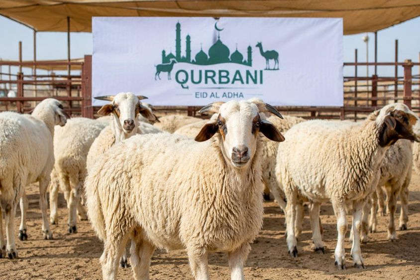 Qurbani Preparations in Dubai