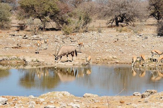 oryx a szavannán, Afrikában.