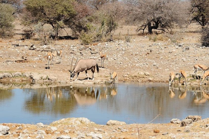 oryx a szavannán, Afrikában.